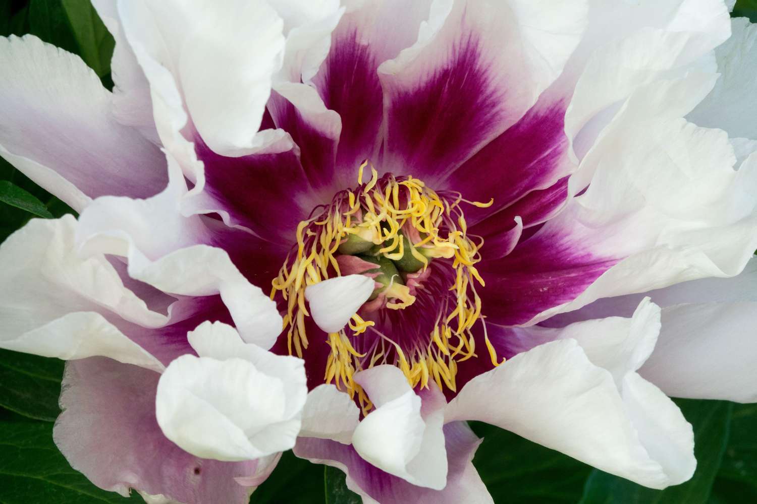 Pæon 'Cora Louise'